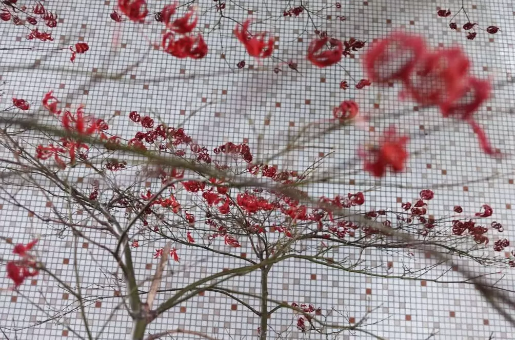 看展览｜陆元敏眼里的彩色上海：生活中好玩的东西都在细节里-第13张图片-