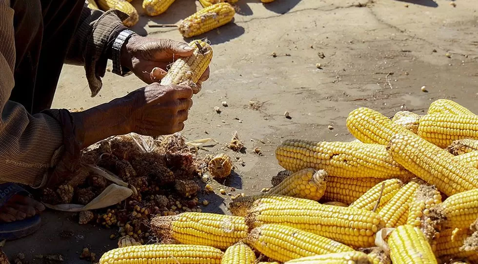 夜读｜父母的双手为丰收托底-第1张图片-