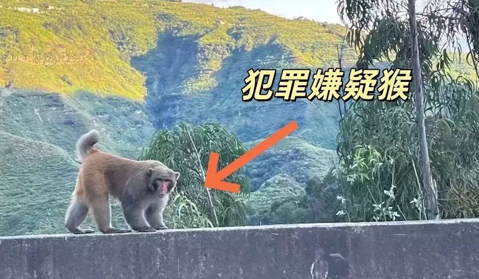 男子路边停车休息遭野猴入车袭击，警方：勿违规停车，勿投喂-第1张图片-