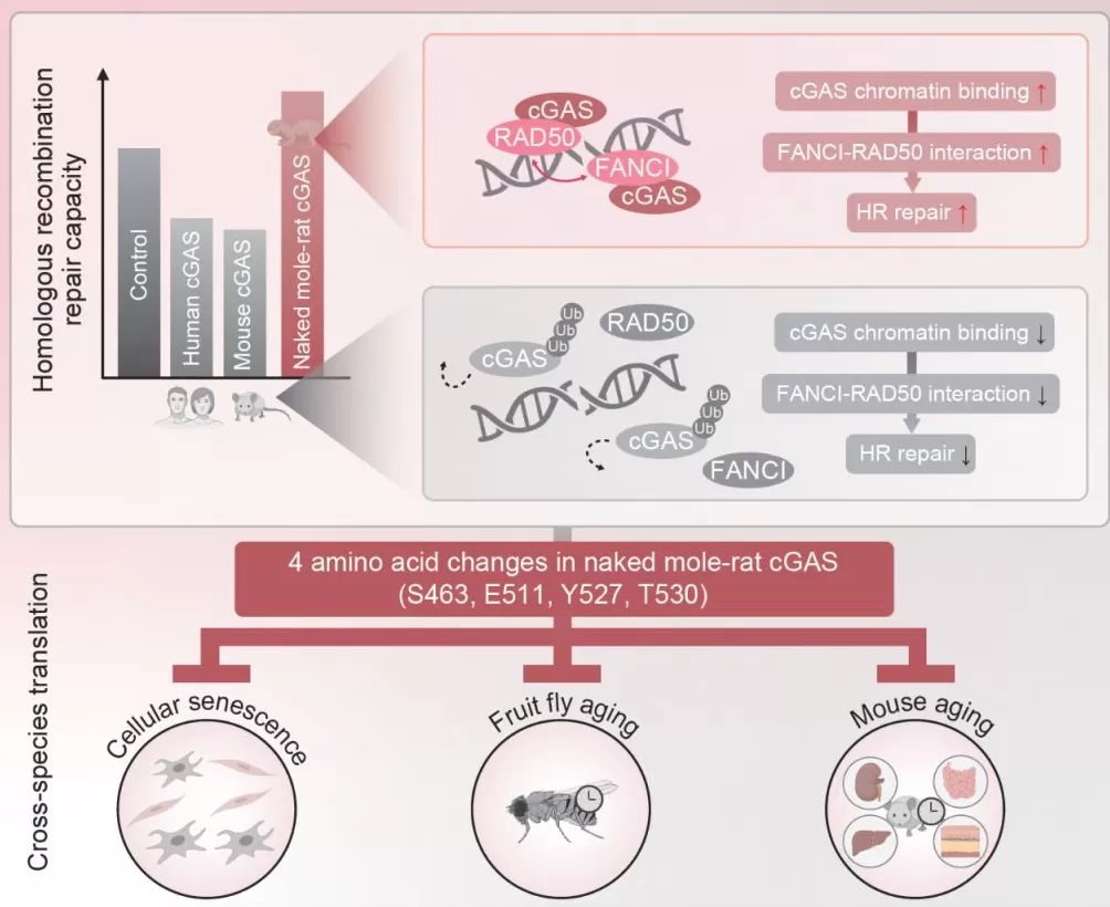 从人工智能监管制度到破解长寿密码，同济大学两项成果同日登上《科学》-第3张图片-
