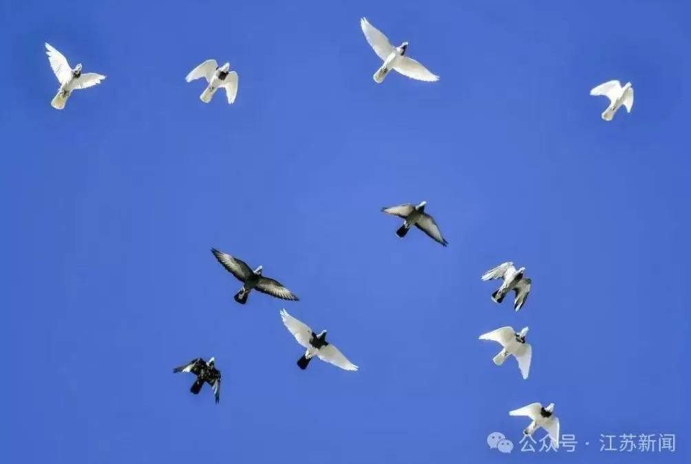 新疆一干部收95只“翻翻鸽”价值132万余元，最贵一只18万元-第1张图片-