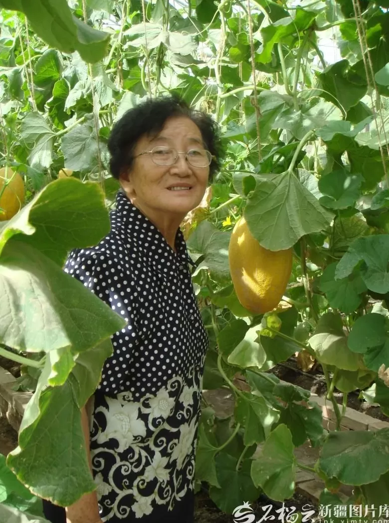 致敬新疆榜样丨吴明珠：把瓜的甘甜献给人民-第1张图片-