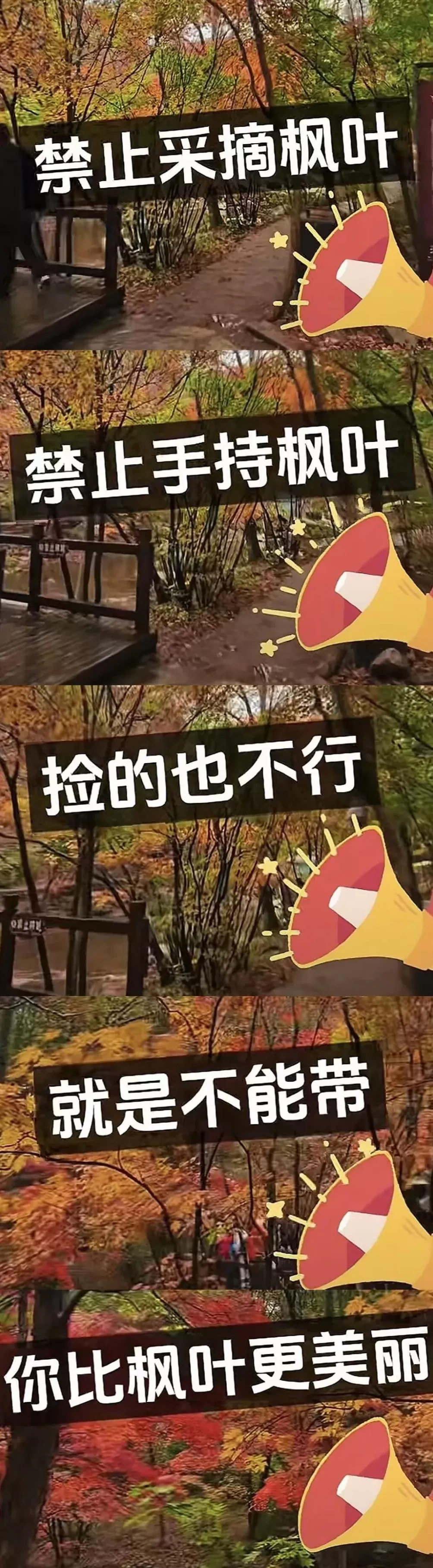 一景区禁止游客捡枫叶，是小题大做吗？-第2张图片-