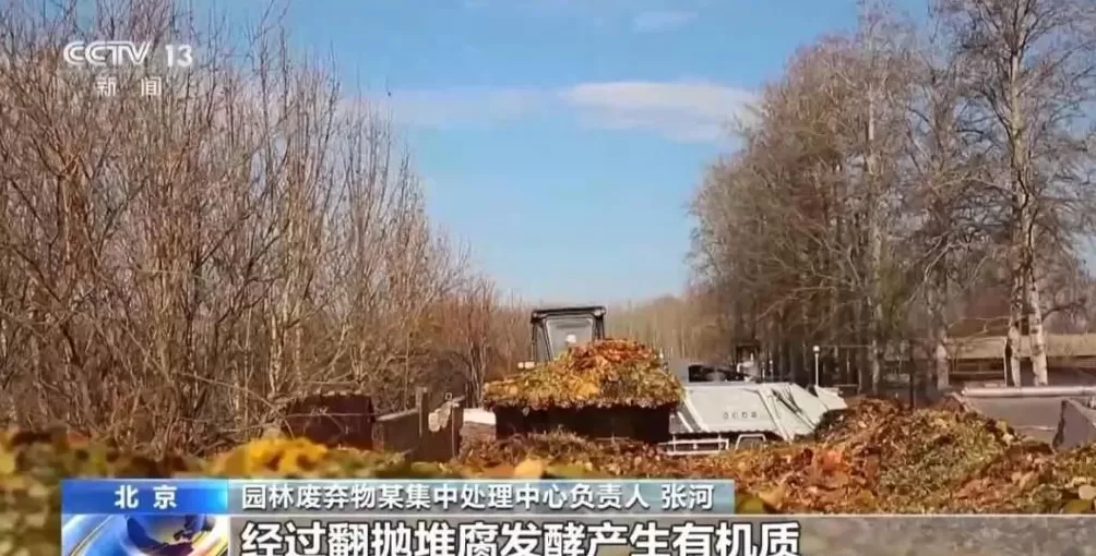 一景区禁止游客捡枫叶，是小题大做吗？-第9张图片-