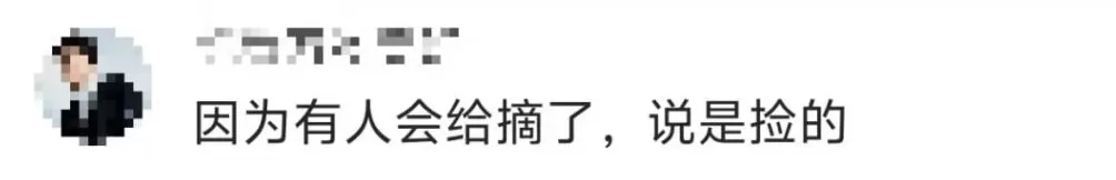 一景区禁止游客捡枫叶，是小题大做吗？-第7张图片-