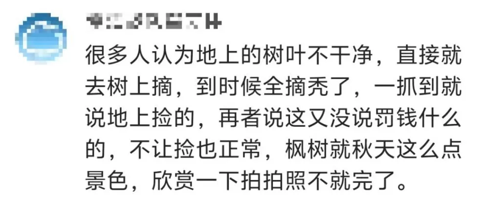 一景区禁止游客捡枫叶，是小题大做吗？-第8张图片-