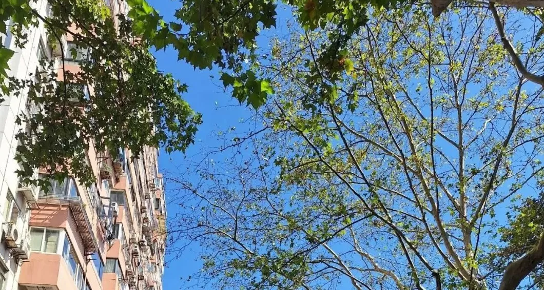 上海今夏已持续152天居历史第四，未来三天还可能刷新另一项记录-第1张图片-