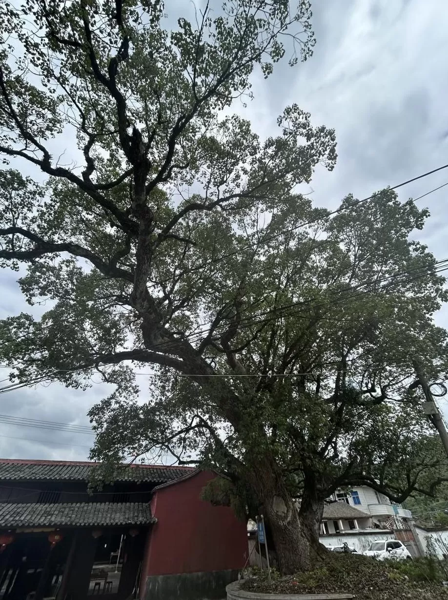 高子华｜拾得红炉一点雪—— 寻访元末明初高僧楚石梵琦遗迹-第2张图片-