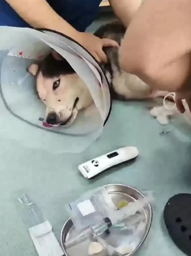 商铺老板被哈士奇咬后，用刀将其砍伤，街道办：狗伤势较重被安乐死-第2张图片-