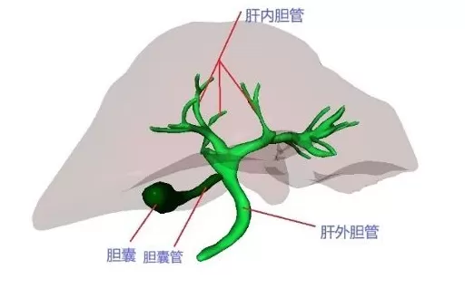 科普｜胆总管结石为何会成为“致命急症”？-第1张图片-