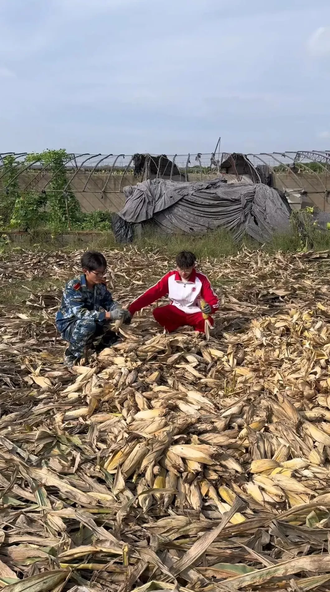 光明日报：“大学生回家掰了7天半玉米”，为何打动人心？-第1张图片-