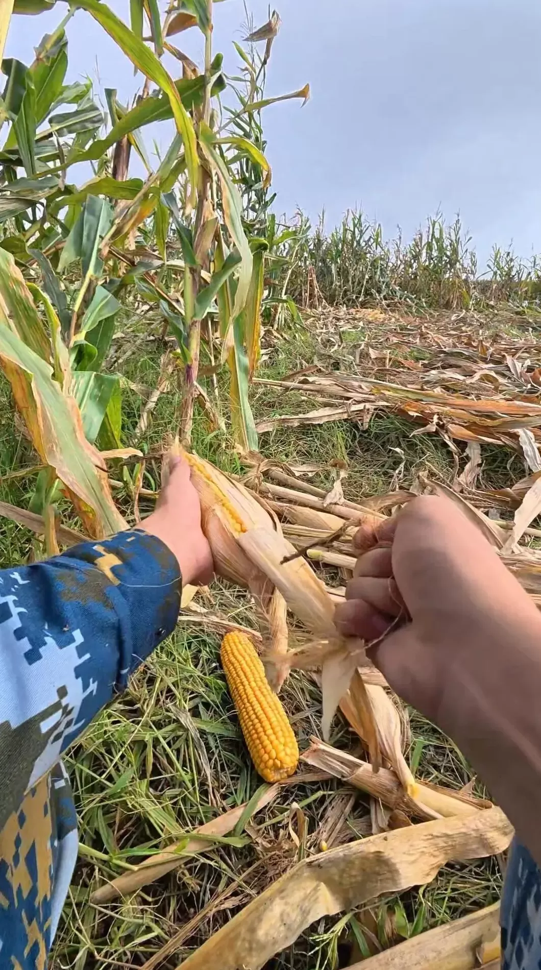 光明日报：“大学生回家掰了7天半玉米”，为何打动人心？-第3张图片-