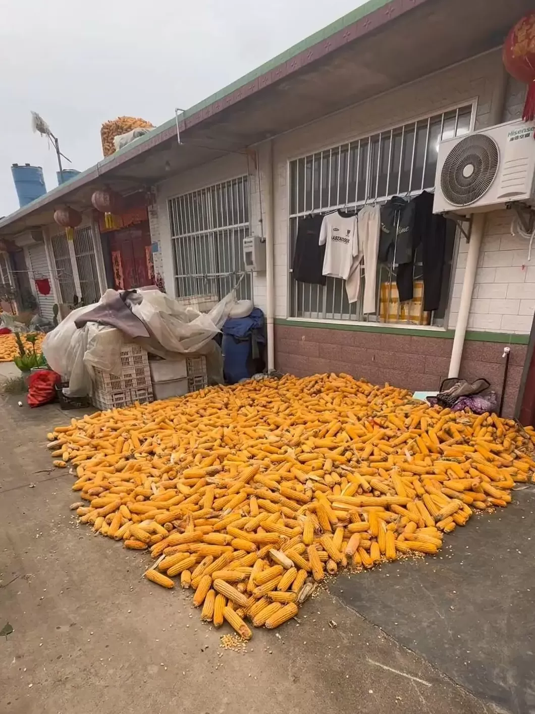 光明日报：“大学生回家掰了7天半玉米”，为何打动人心？-第4张图片-