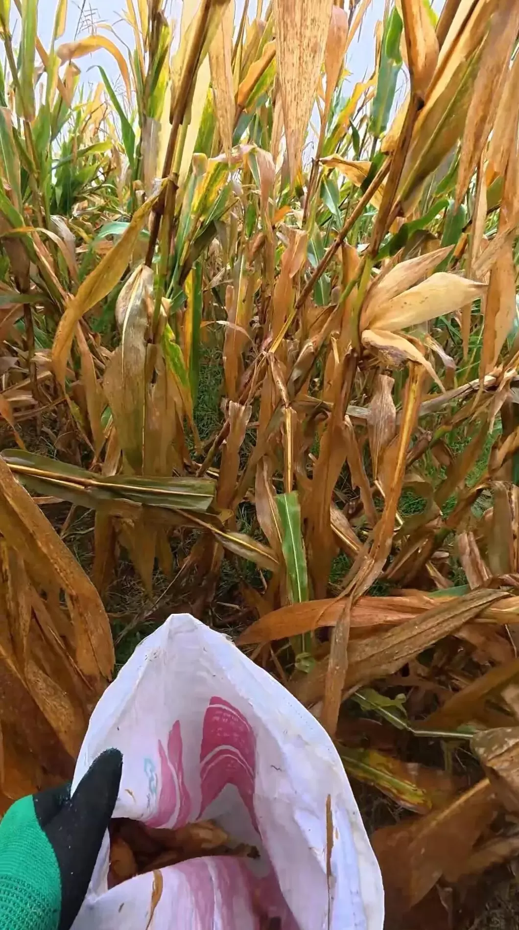 光明日报：“大学生回家掰了7天半玉米”，为何打动人心？-第5张图片-