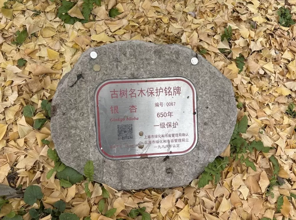 上海的真如寺大殿和650岁古银杏一起入选国家级名录-第3张图片-