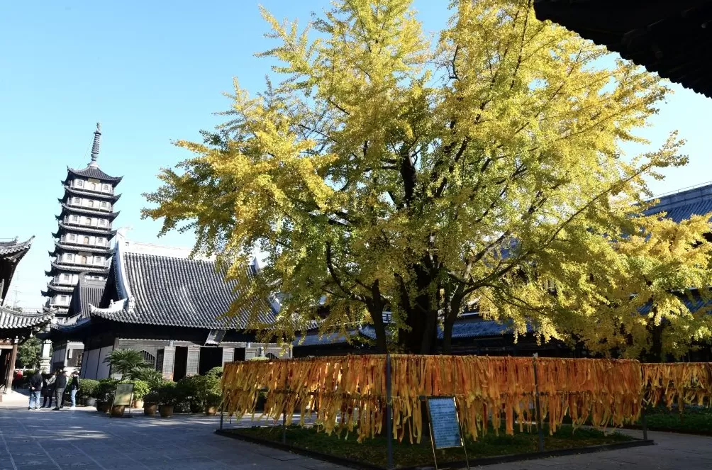 上海的真如寺大殿和650岁古银杏一起入选国家级名录-第1张图片-