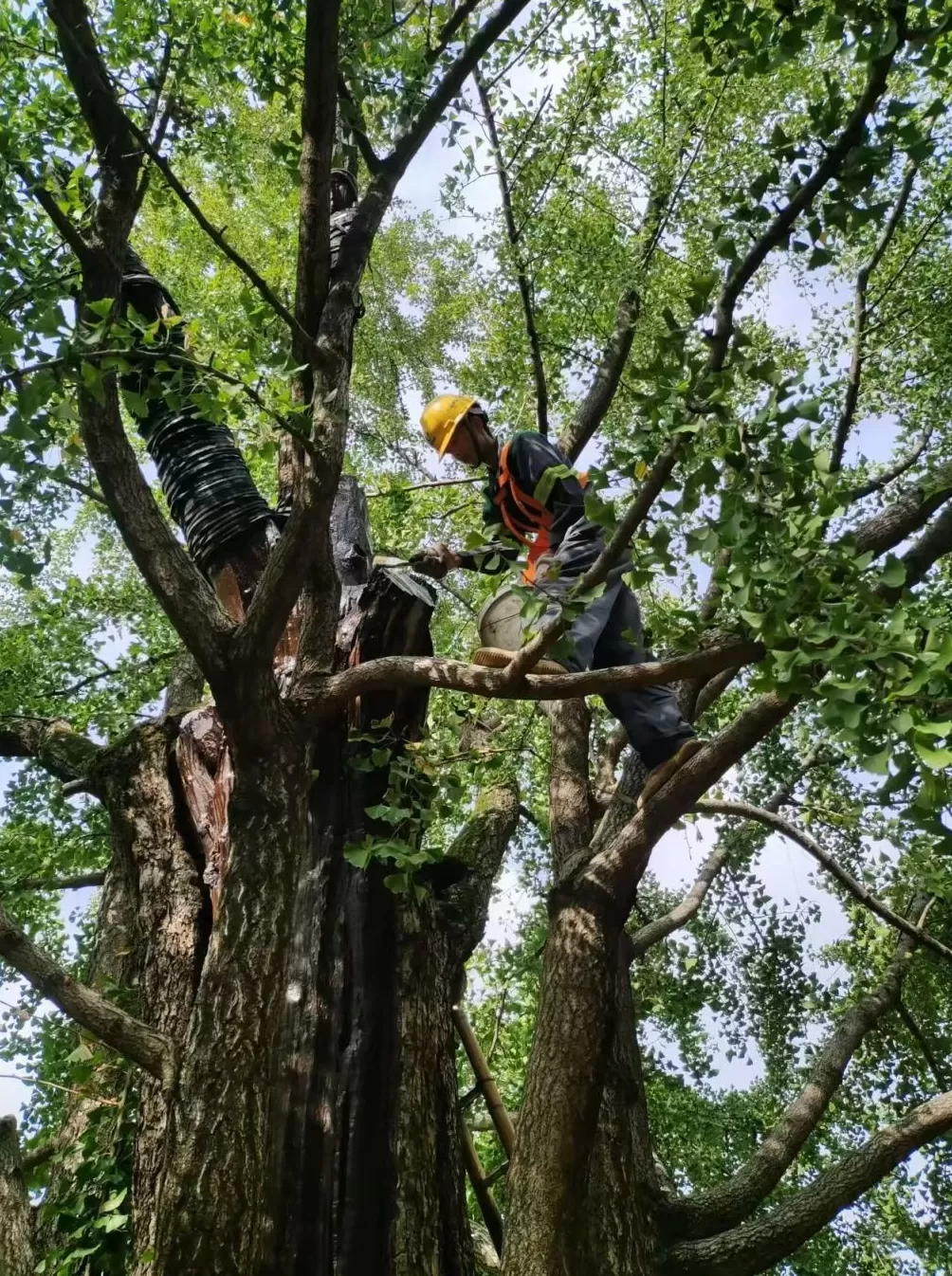 上海的真如寺大殿和650岁古银杏一起入选国家级名录-第4张图片-