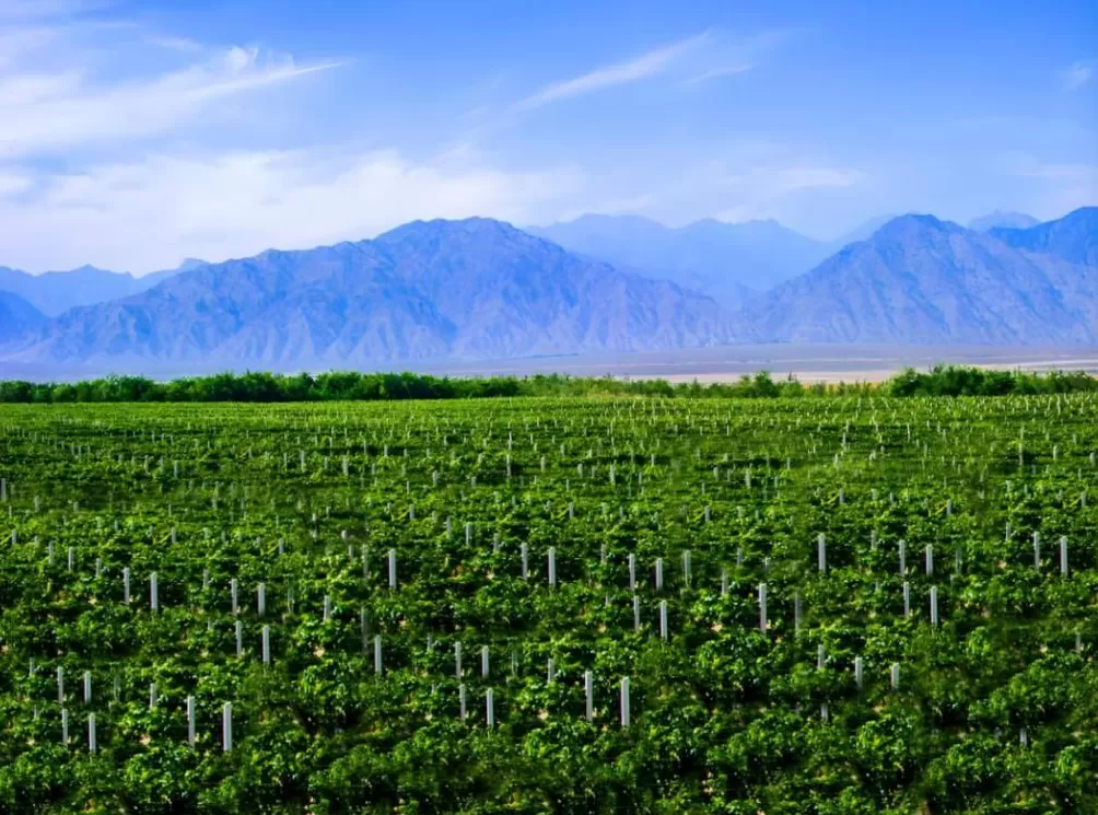 马云的红酒，失宠了-第4张图片-