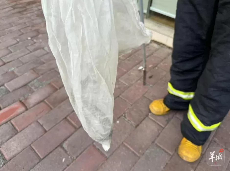 广州一小区蛇患频发：已抓超60条但未探测到蛇窝位置，多方介入-第1张图片-