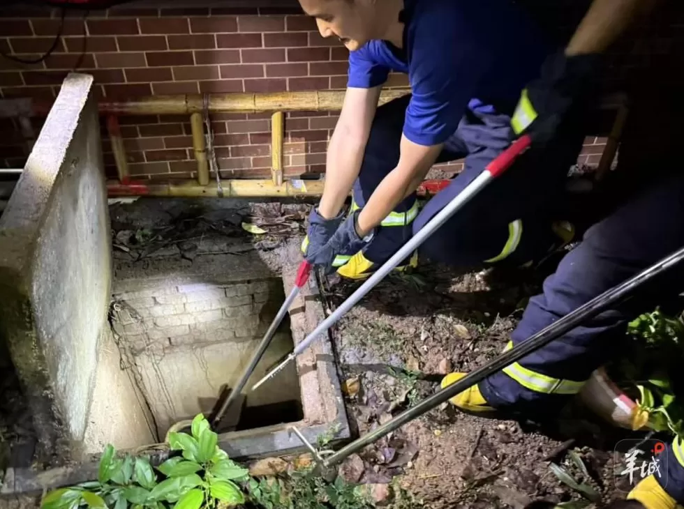 广州一小区蛇患频发：已抓超60条但未探测到蛇窝位置，多方介入-第2张图片-