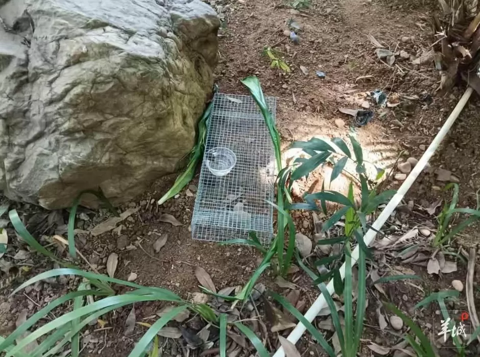 广州一小区蛇患频发：已抓超60条但未探测到蛇窝位置，多方介入-第4张图片-