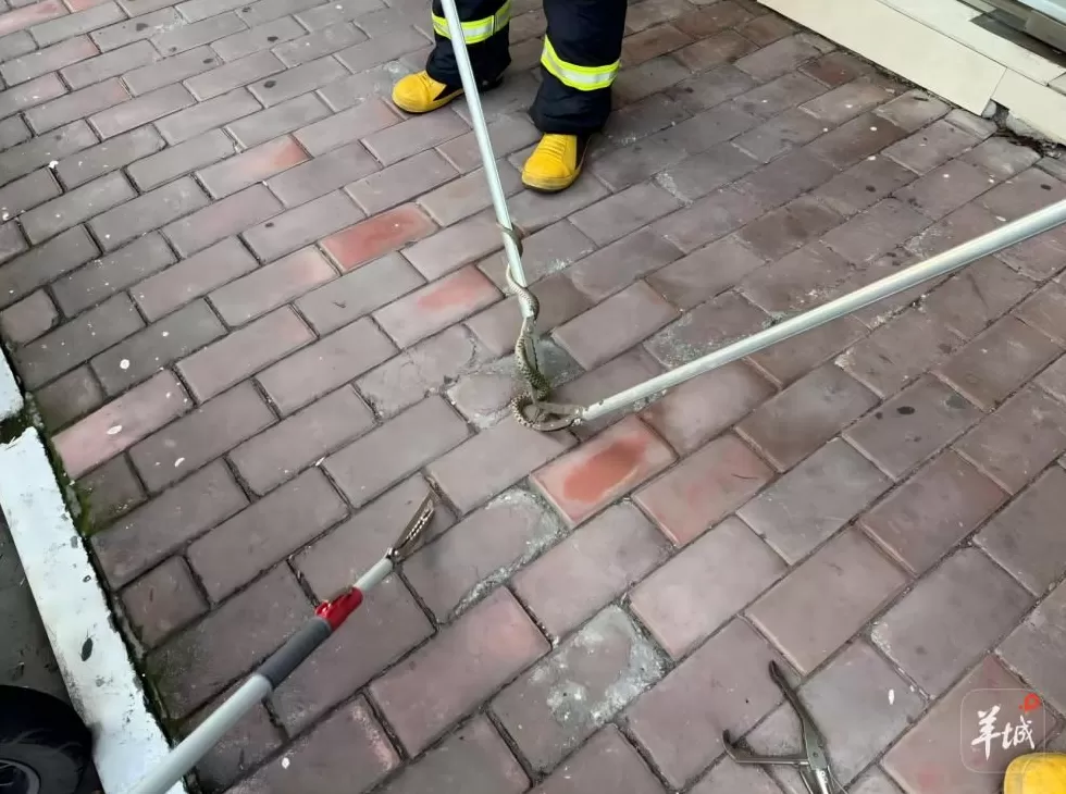 广州一小区蛇患频发：已抓超60条但未探测到蛇窝位置，多方介入-第3张图片-