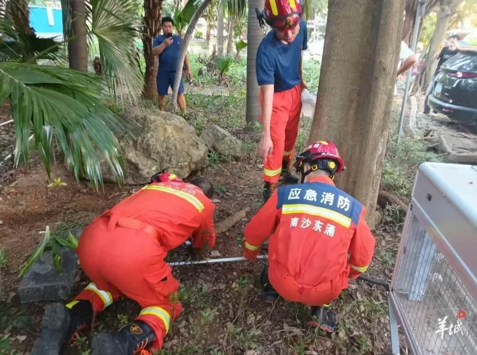 广州一小区蛇患频发：已抓超60条但未探测到蛇窝位置，多方介入-第5张图片-
