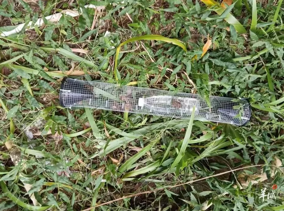 广州一小区蛇患频发：已抓超60条但未探测到蛇窝位置，多方介入-第6张图片-