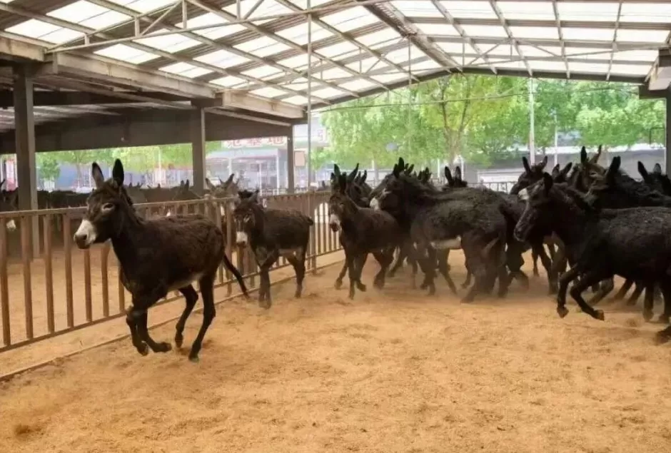 牛马不缺，驴不够了？郑州、洛阳街头驴肉汤馆卖马肉-第2张图片-