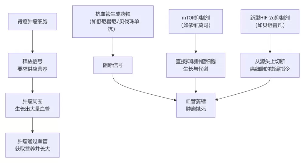 科普｜靶向及免疫治疗是如何抗击肾癌的？家属该如何配合？-第1张图片-