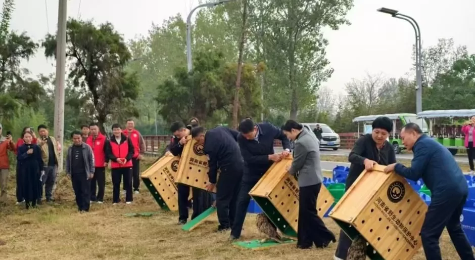 黄河滩毒死8只野生小天鹅？2人获刑！河南打击非法涉鸟专项行动来了-第6张图片-