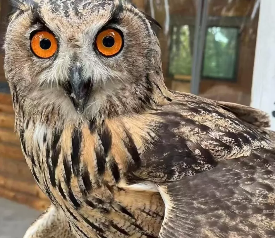 黄河滩毒死8只野生小天鹅？2人获刑！河南打击非法涉鸟专项行动来了-第5张图片-