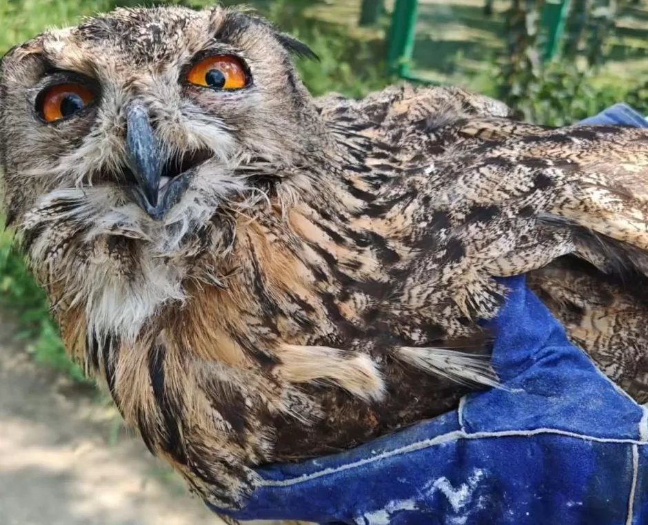 黄河滩毒死8只野生小天鹅？2人获刑！河南打击非法涉鸟专项行动来了-第4张图片-