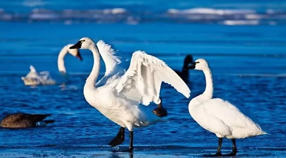 黄河滩毒死8只野生小天鹅？2人获刑！河南打击非法涉鸟专项行动来了-第9张图片-