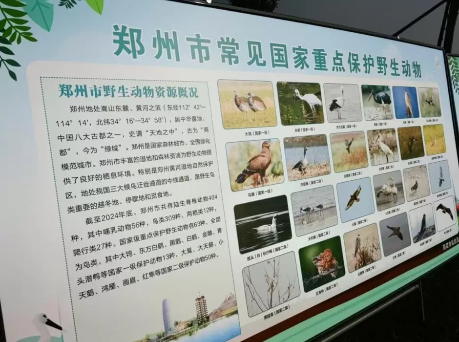 黄河滩毒死8只野生小天鹅？2人获刑！河南打击非法涉鸟专项行动来了-第8张图片-