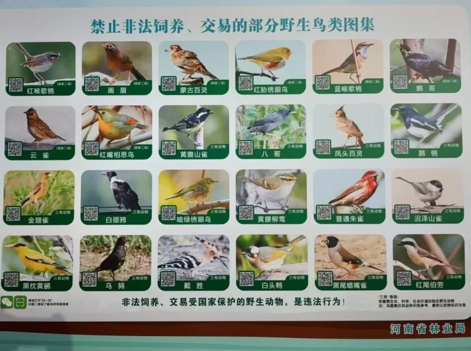 黄河滩毒死8只野生小天鹅？2人获刑！河南打击非法涉鸟专项行动来了-第11张图片-