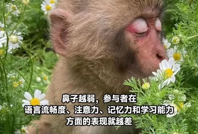 大脑变老的迹象，竟是从鼻子开始的？-第8张图片-