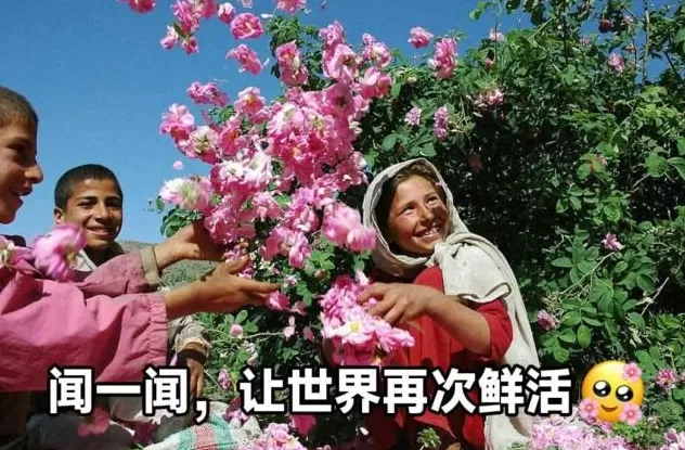 大脑变老的迹象，竟是从鼻子开始的？-第9张图片-