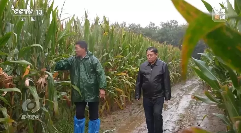 黄淮地区持续阴雨，如何克服秋收变质问题-第9张图片-