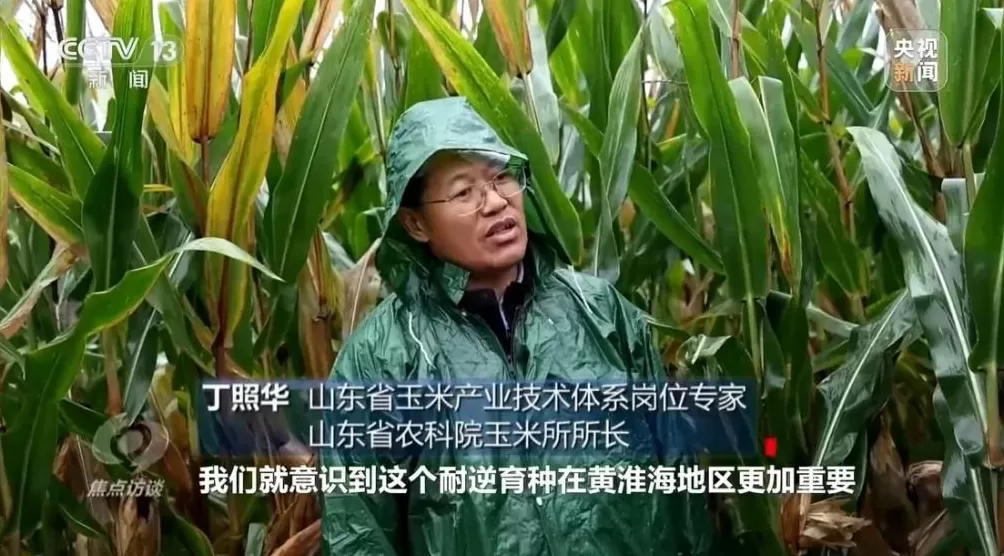 黄淮地区持续阴雨，如何克服秋收变质问题-第12张图片-