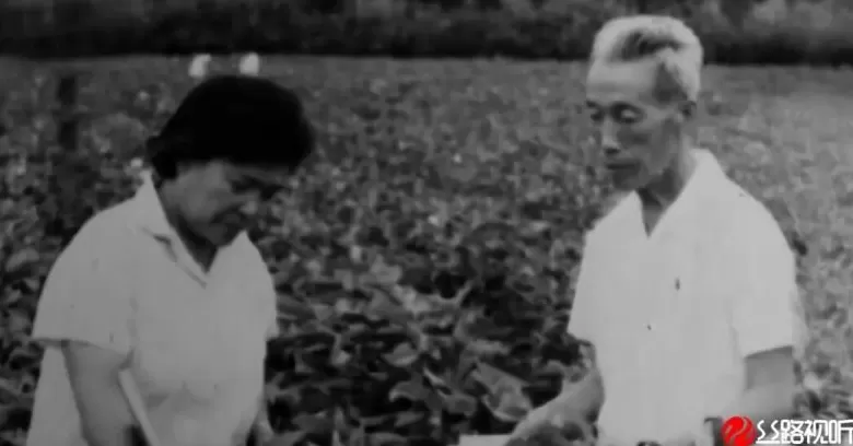 一朵新疆棉从“小”开到“大-第3张图片-