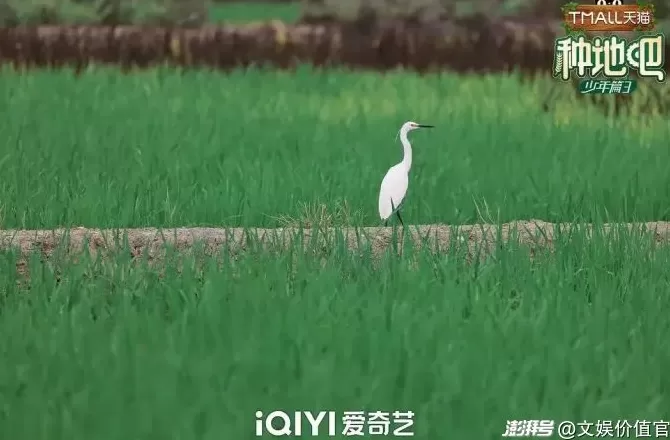 这个国庆假期，哪座小城又被影视IP带火？-第7张图片-