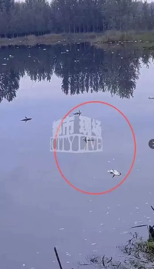 潍坊诸城一水库水现“石油色”，承包人称死鱼超3万斤，环保部门回应-第1张图片-