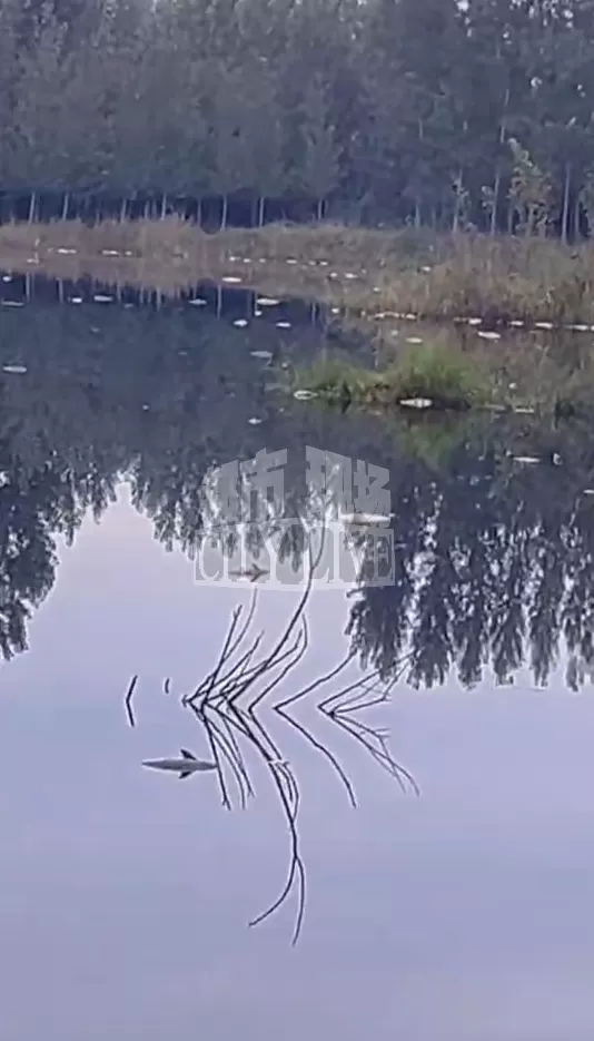 潍坊诸城一水库水现“石油色”，承包人称死鱼超3万斤，环保部门回应-第2张图片-