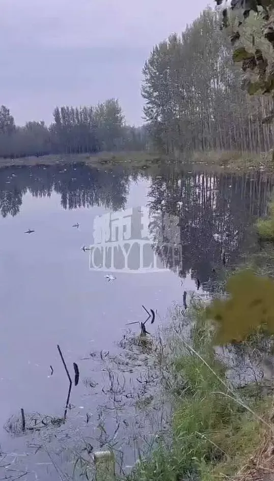 潍坊诸城一水库水现“石油色”，承包人称死鱼超3万斤，环保部门回应-第5张图片-