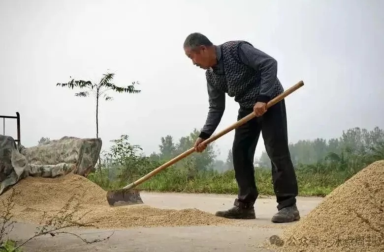 “夏天没被旱死的玉米，终于淹死在了秋天”这不是段子-第1张图片-