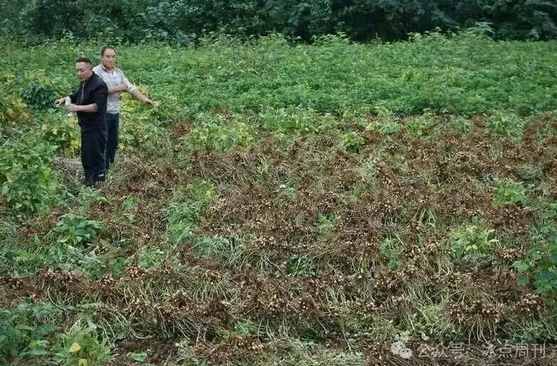 “夏天没被旱死的玉米，终于淹死在了秋天”这不是段子-第5张图片-