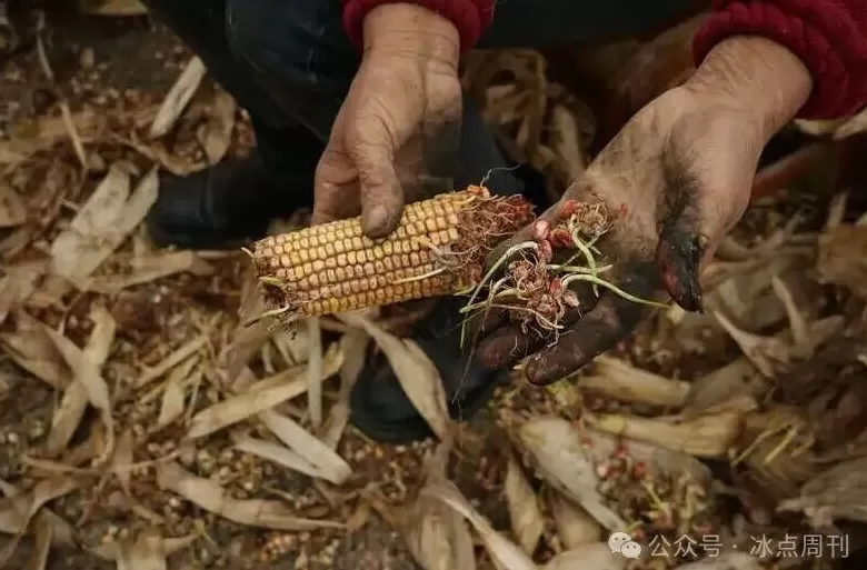 “夏天没被旱死的玉米，终于淹死在了秋天”这不是段子-第2张图片-