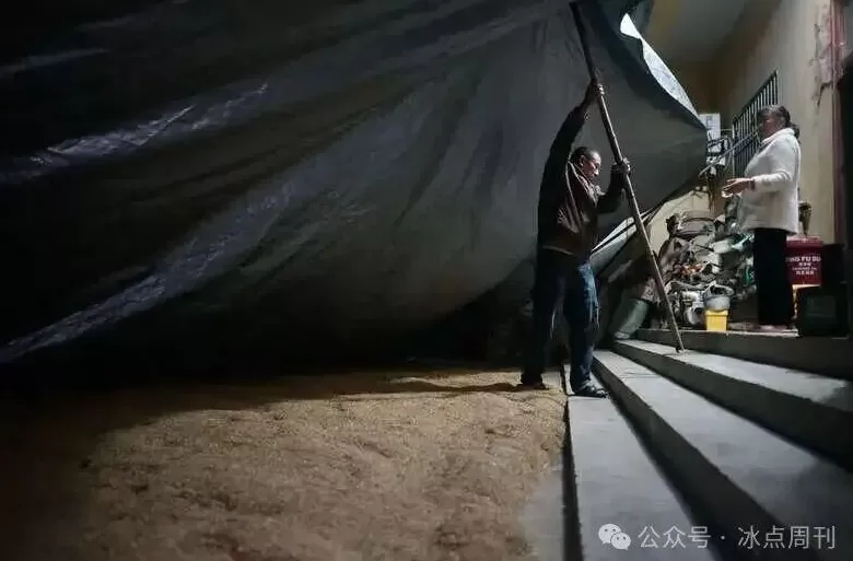 “夏天没被旱死的玉米，终于淹死在了秋天”这不是段子-第8张图片-