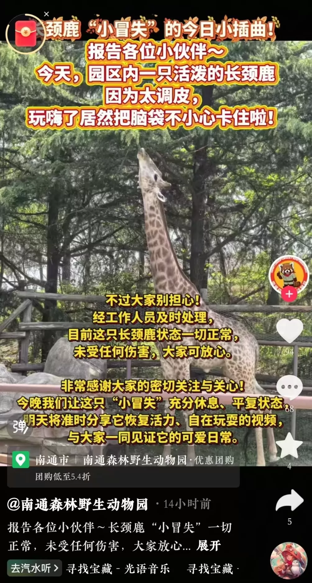 长颈鹿玩嗨了卡住了脖子，南通森林野生动物园：已解救未受伤-第2张图片-